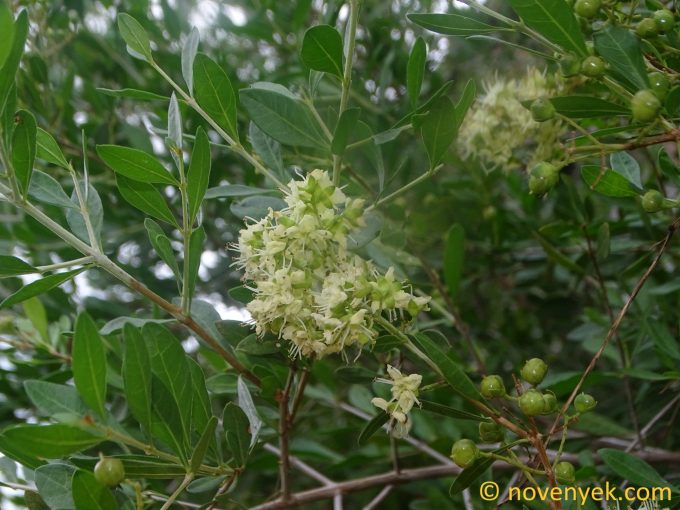 Image of plant Lawsonia inermis