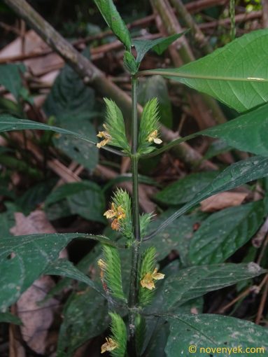 Image of plant Lepidagathis incurva