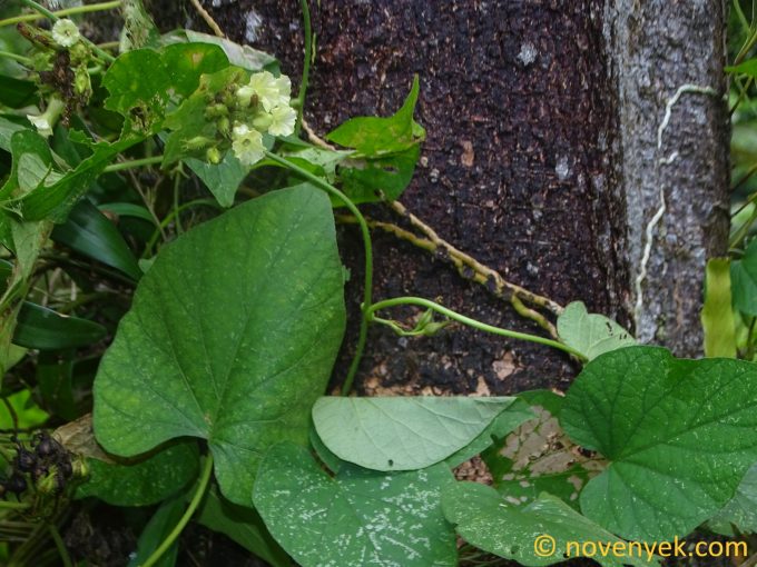 Image of plant Lepistemon binectarifer
