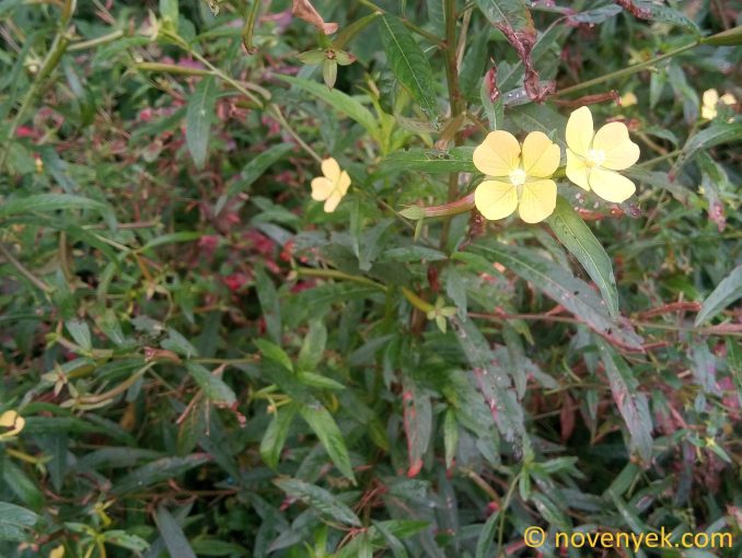 Image of plant Ludwigia octovalvis