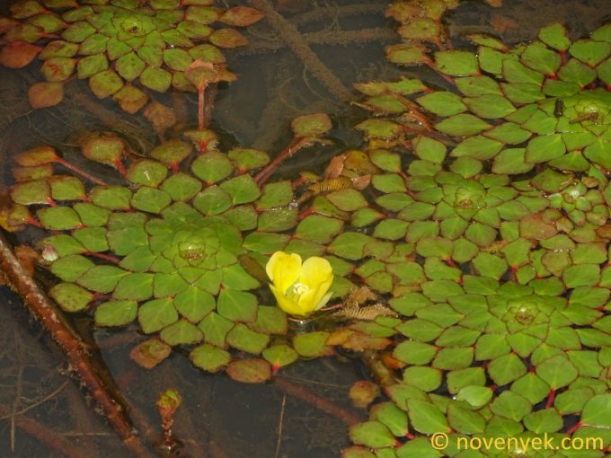 Image of plant Ludwigia sedioides