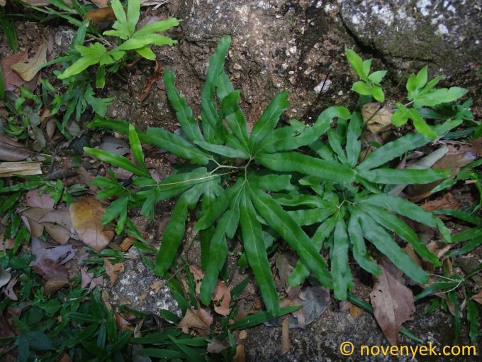 Image of plant Lygodium circinnatum