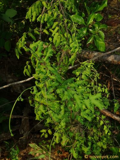 Image of plant Lygodium microphyllum