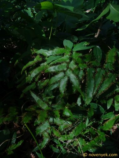 Image of plant Lygodium salicifolium