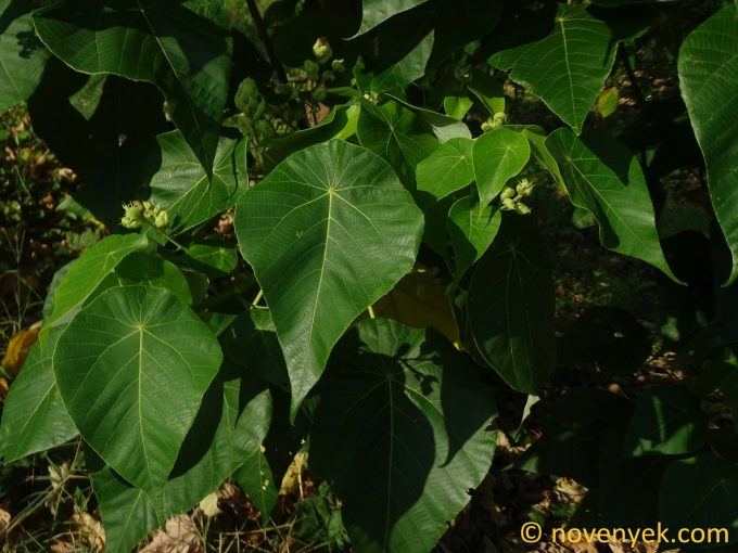 Image of plant Macaranga tanarius
