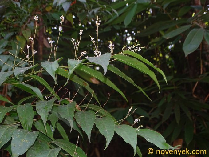 Image of plant Maesa ramentacea