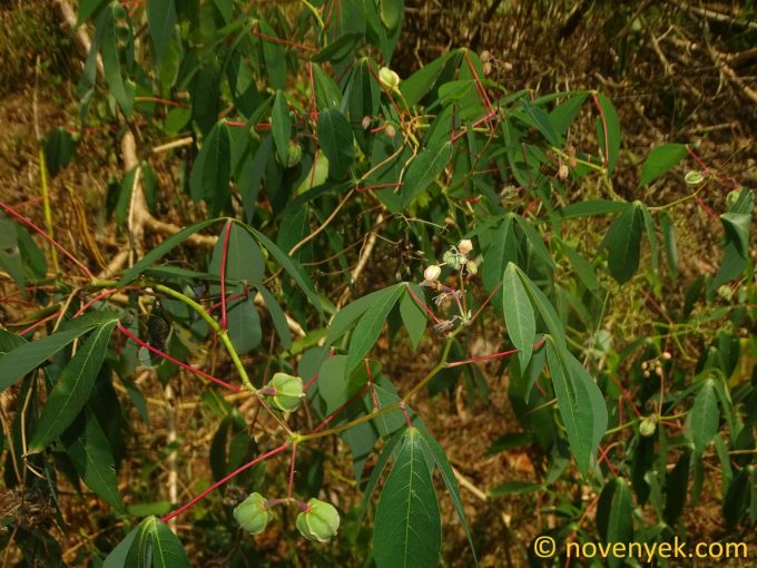 Image of plant Manihot esculenta