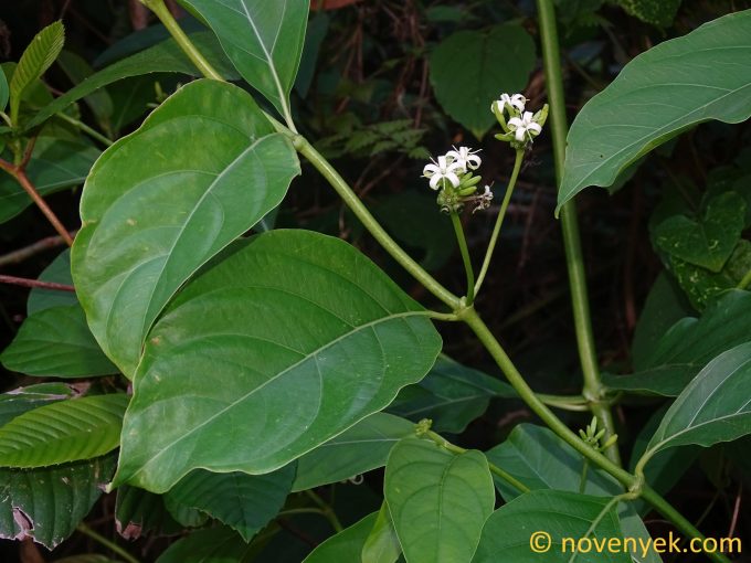 Image of plant Morinda citrifolia