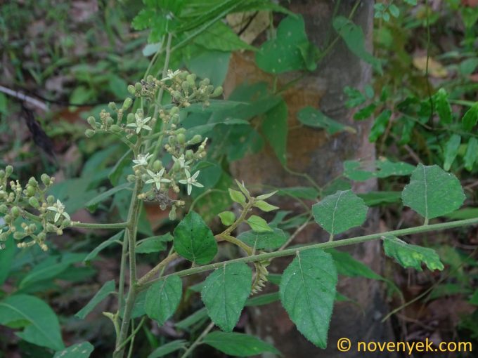 Image of plant Murraya koenigii