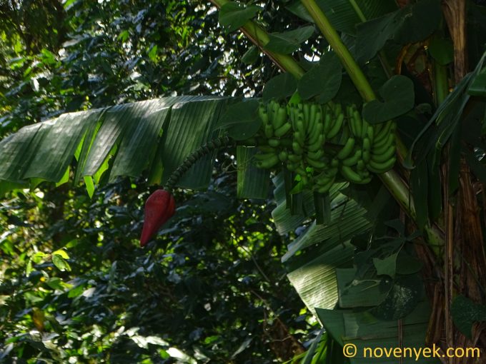 Image of plant Musa acuminata