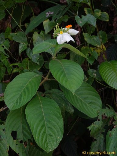 Image of plant Mussaenda frondosa