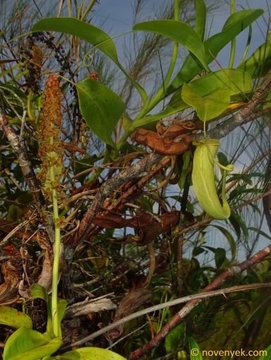 Image of plant Nepenthes mirabilis