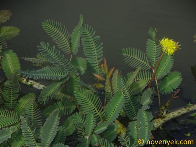 Image of plant Neptunia plena