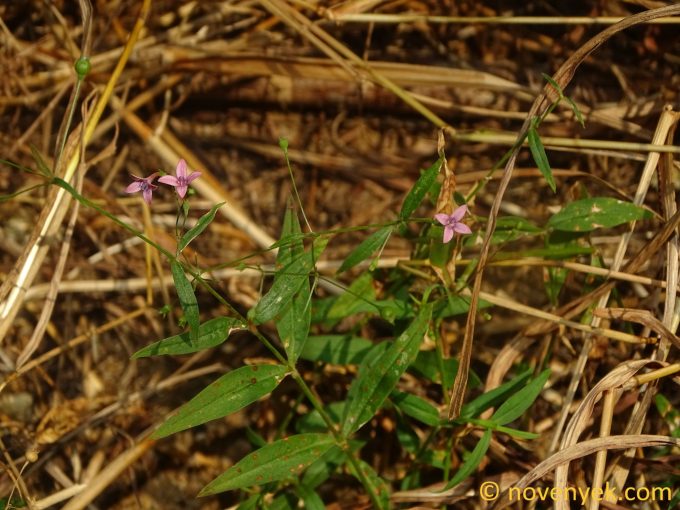Image of plant Oldenlandia affinis