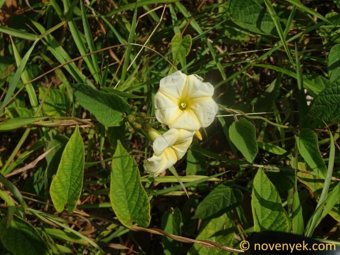 Image of plant Operculina turphetum