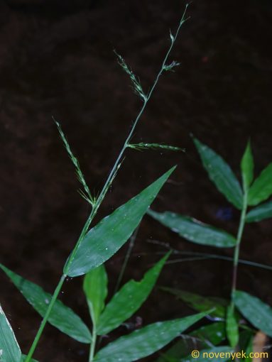 Image of plant Oplismenus compositus
