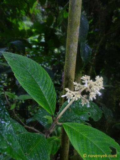 Image of plant Palicourea stevensiana