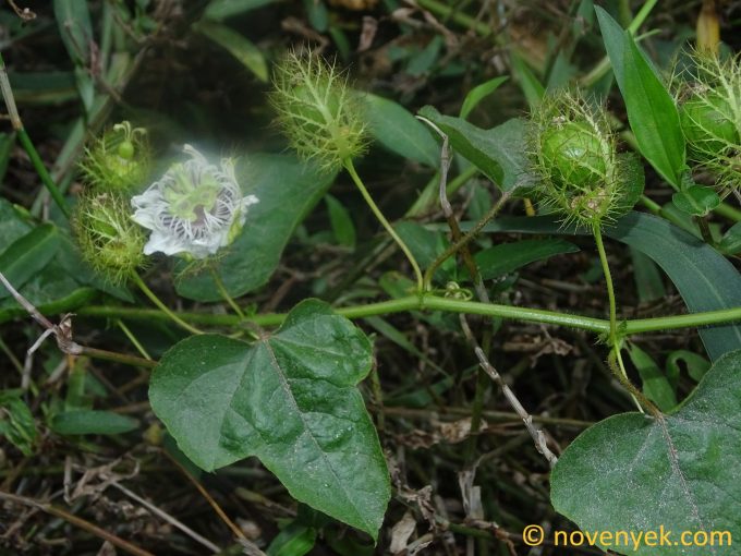 Image of plant Passiflora foetida