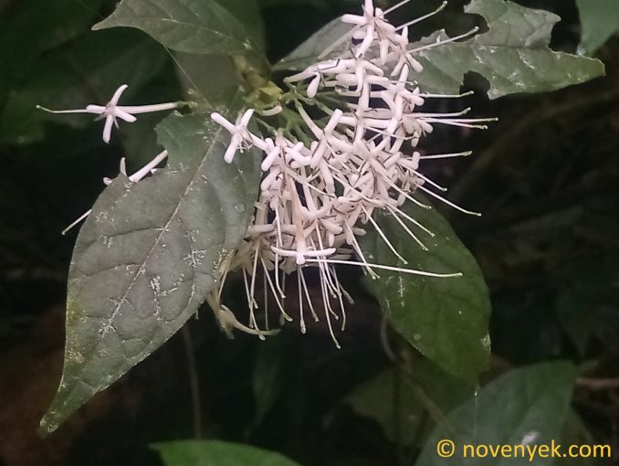 Image of plant Pavetta indica