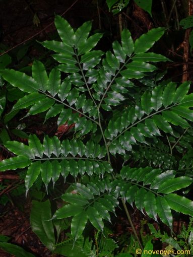 Image of plant Ptisana salicina