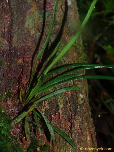 Image of plant Pyrrosia angustata