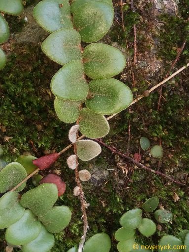 Image of plant Pyrrosia nummulariifolia