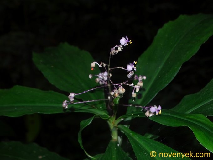 Image of plant Rhopalephora scaberrima