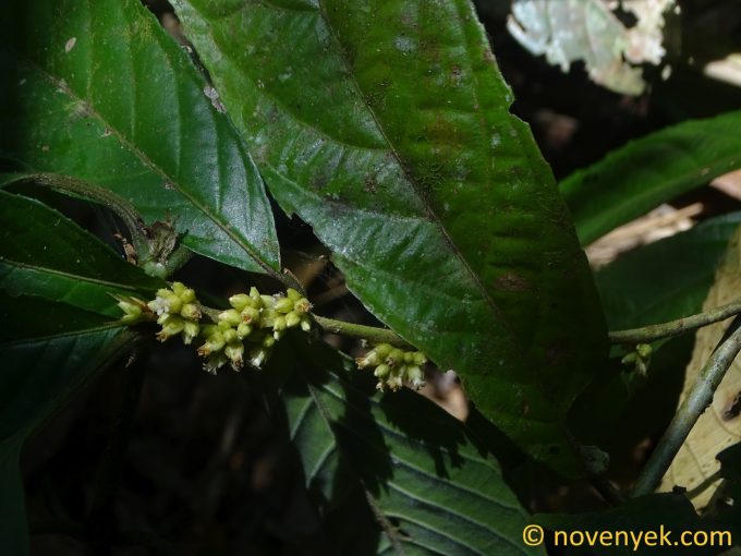 Image of plant Rinorea anguifera