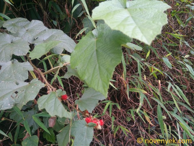 Image of plant Rubus alceifolius
