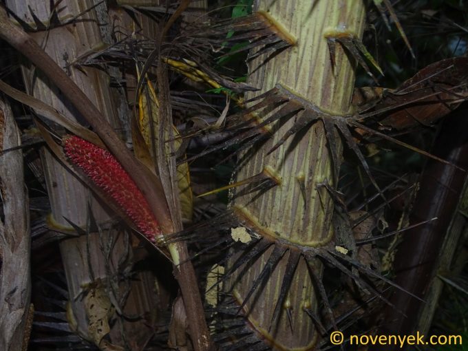 Image of plant Salacca zalacca