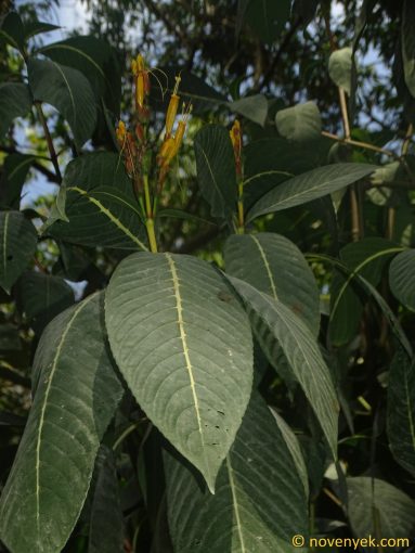Image of plant Sanchezia oblonga