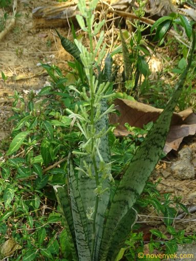 Image of plant Sansevieria trifasciata