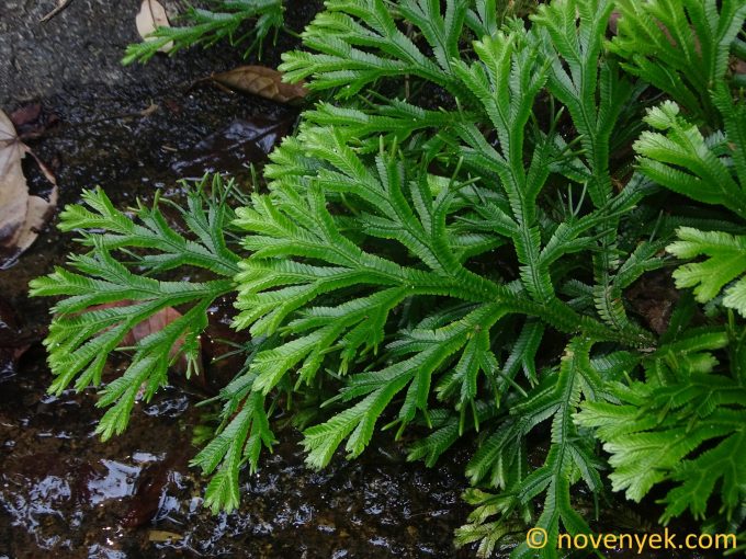 Image of plant Selaginella intermedia