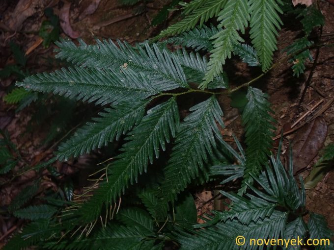 Image of plant Selaginella stipulata