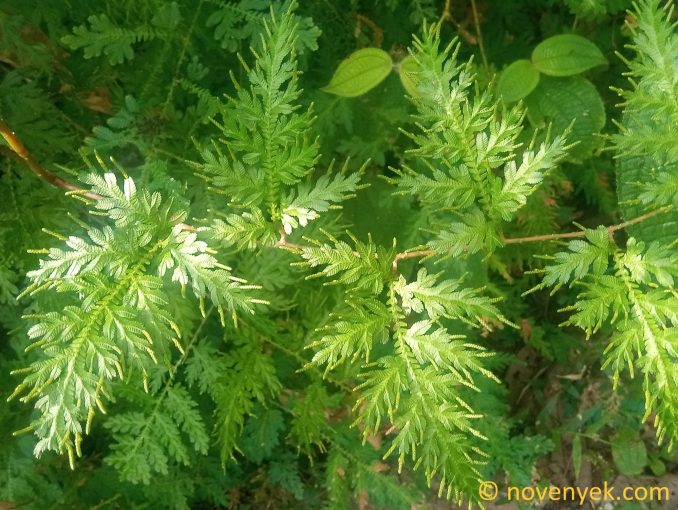 Image of plant Selaginella willdenowii