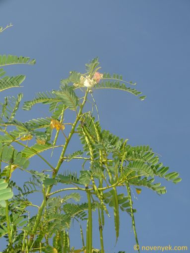 Image of plant Sesbania grandiflora