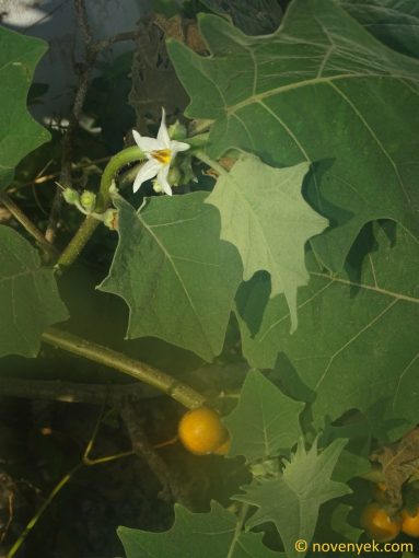 Image of plant Solanum lasiocarpum