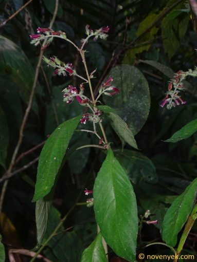 Image of plant Staurogyne lasiobotrys