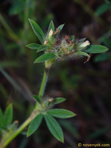 Image of plant Stylosanthes guianensis