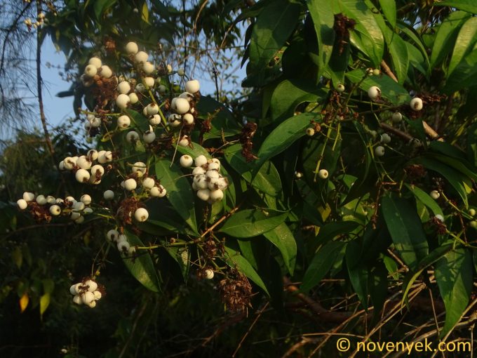 Image of plant Syzygium antisepticum