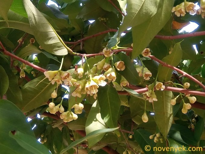 Image of plant Syzygium samarangense