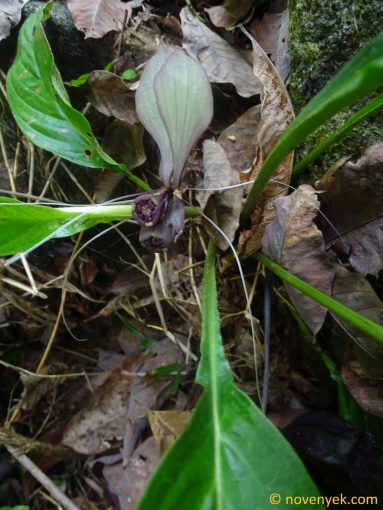 Image of plant Tacca cristata