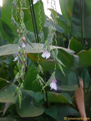 Image of plant Thalia geniculata