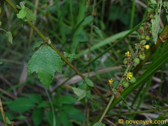 Image of plant Triumfetta rhomboidea