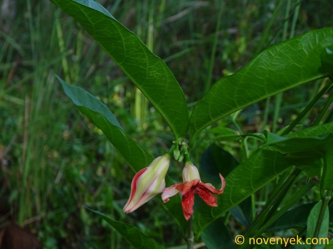 Image of plant Wrightia dubia