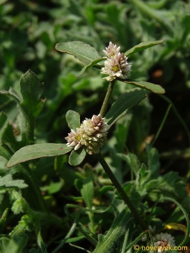 Image of plant Alternanthera sessilis