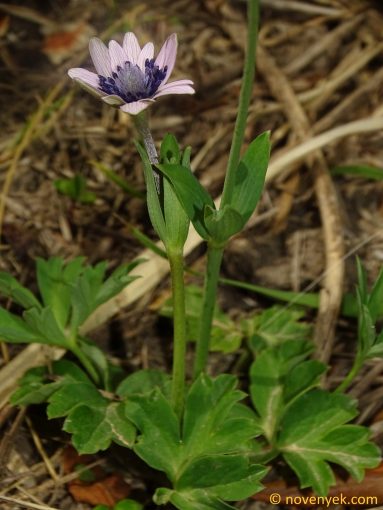 Image of plant Anemone hortensis
