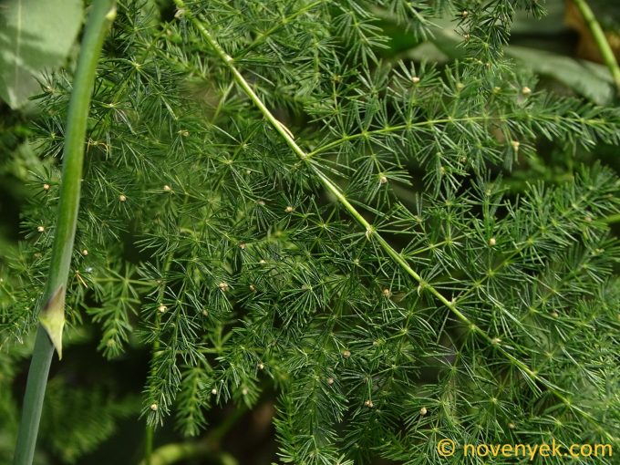 Image of plant Asparagus setaceus