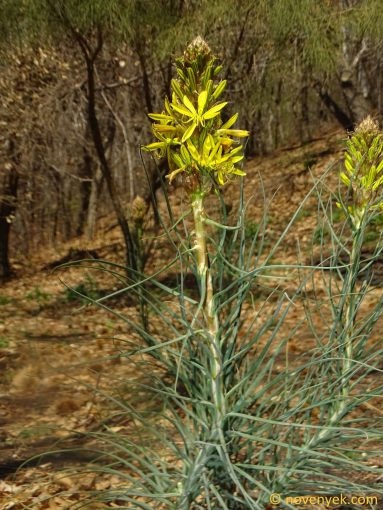 Image of plant Asphodeline lutea