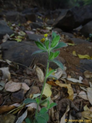 Image of plant Blumea belangeriana